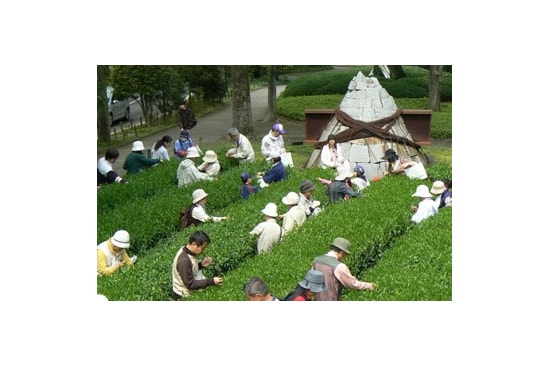 画像：彫刻プロムナードにある茶畑（杉山彦三郎　記念茶畑）の育成・活用の様子