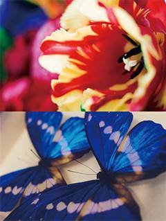 赤い花と青い蝶の写真